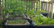 Step by step vegetable container garden